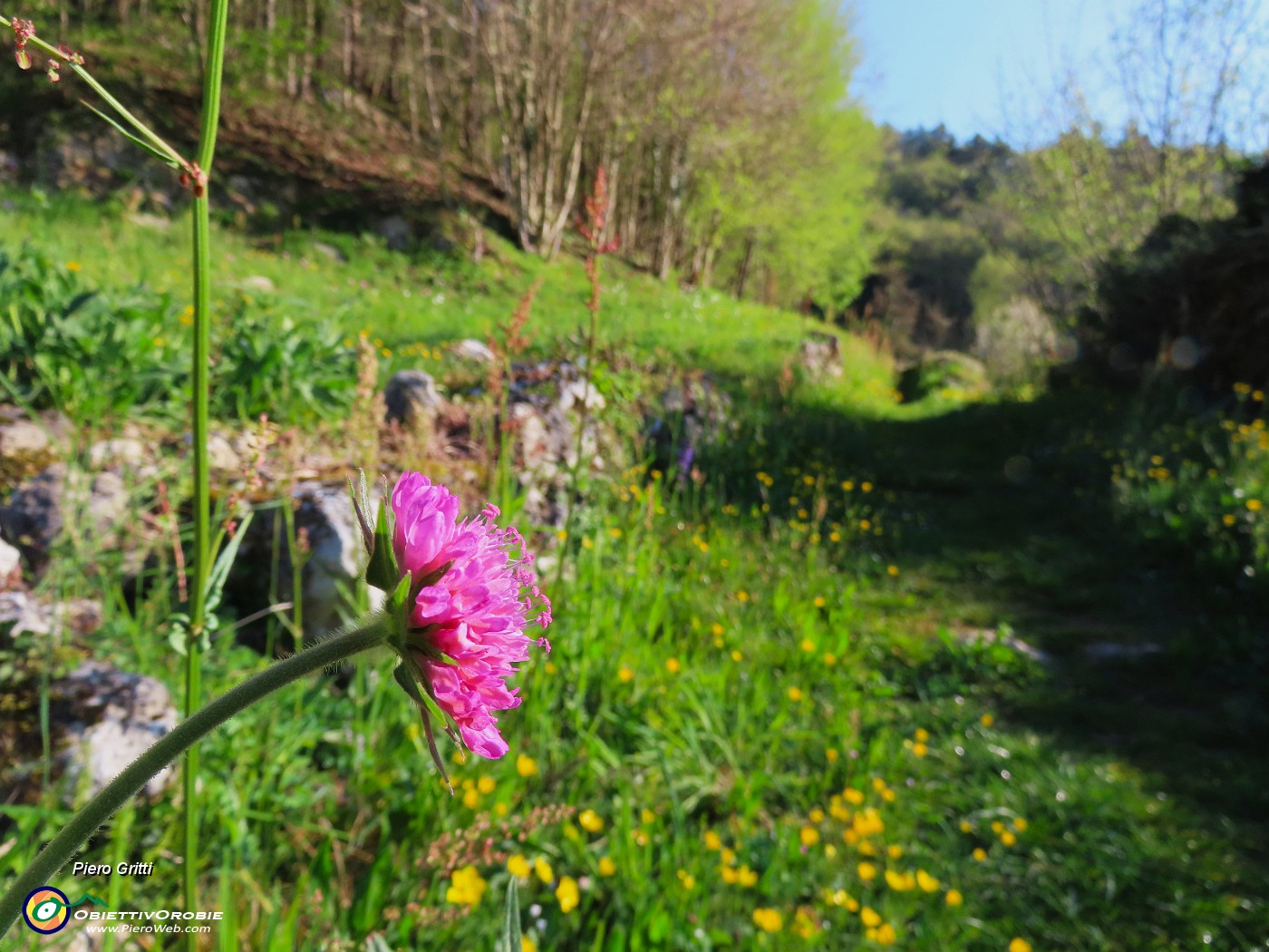 09 Knautia transalpina (Ambretta alpina).JPG
